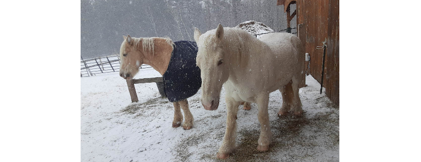 MerEquus Equine Rescue & Sanctuary