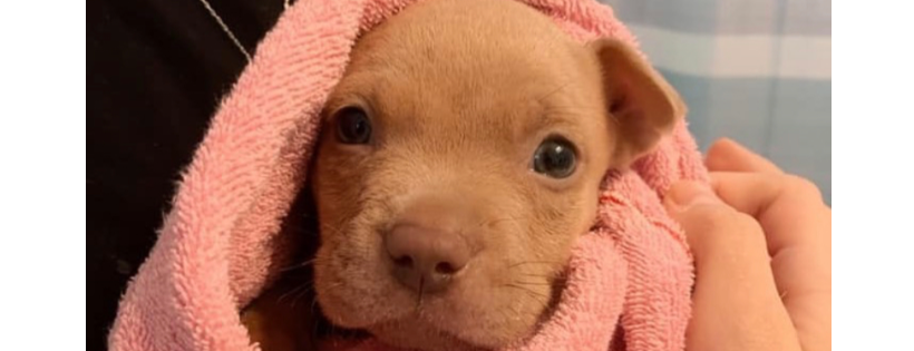 Good Karma Pet Rescue