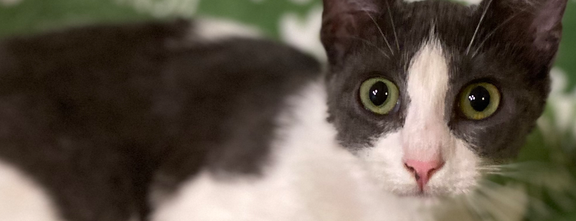Nine Lives Kitty Rescue