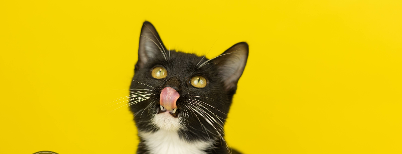 The Country Cattery