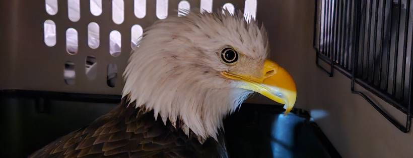 Tri-County wildlife rehab