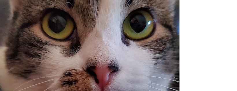 AZ CLAWS Animal Rescue