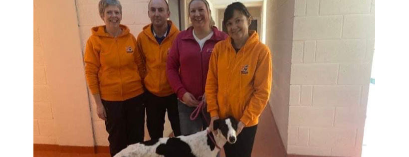 Dundalk Dog Rescue