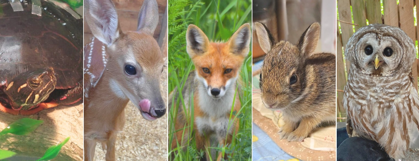 North Country Wild Care