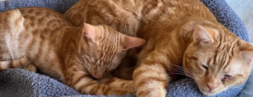 Ginger House Cat Rescue Worcester Park