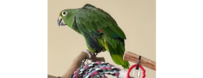 SouthWest Exotic Avian Rescue