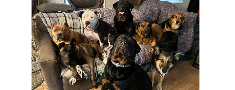 Your Love Unleashed Dog Rescue