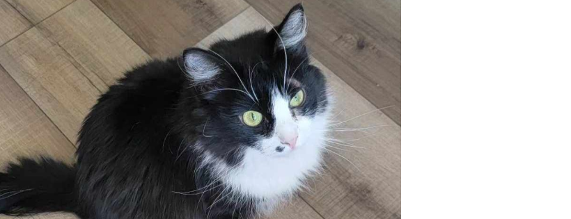 AZ CLAWS Animal Rescue