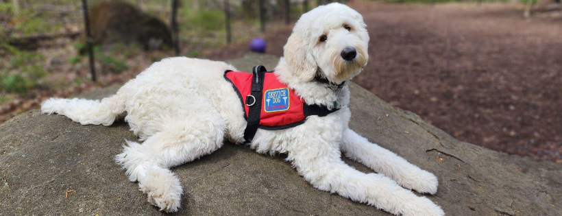 Tails of Valor Paws of Honor, Inc