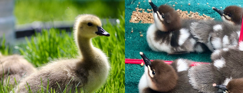 Interior Wildlife Rehabilitation Society