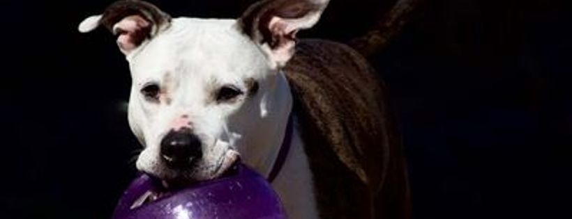 Ramapo-Bergen Animal Refuge
