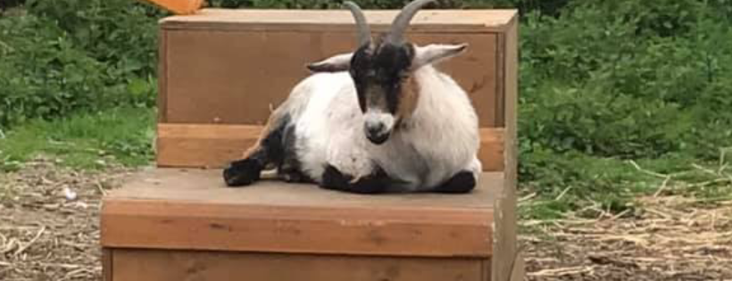 Holbrook Animal Rescue