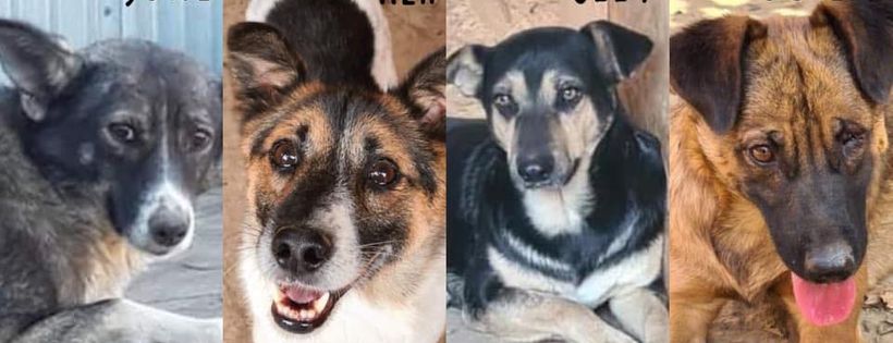 Helping Dogs In Romania