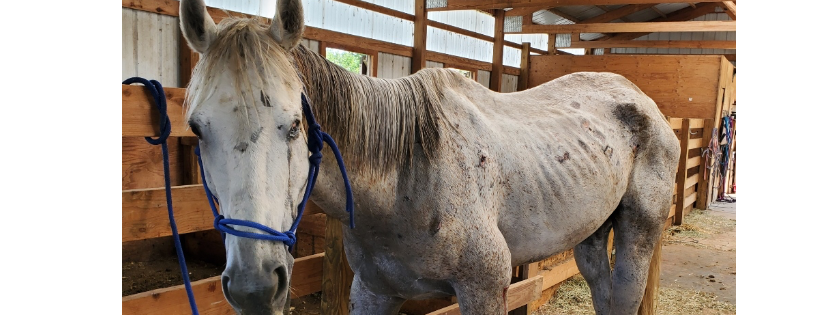 Libertys Legacy Inc dba Journey with Equus