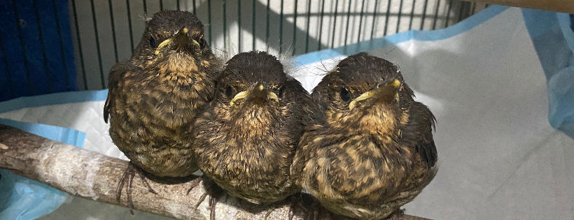 Sunnyhills Bird Rescue