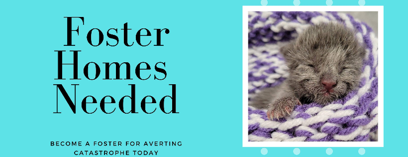 Averting CAT-astrophe Inc