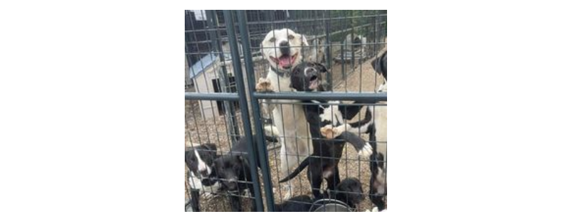 No time to spare rescue and sanctuary