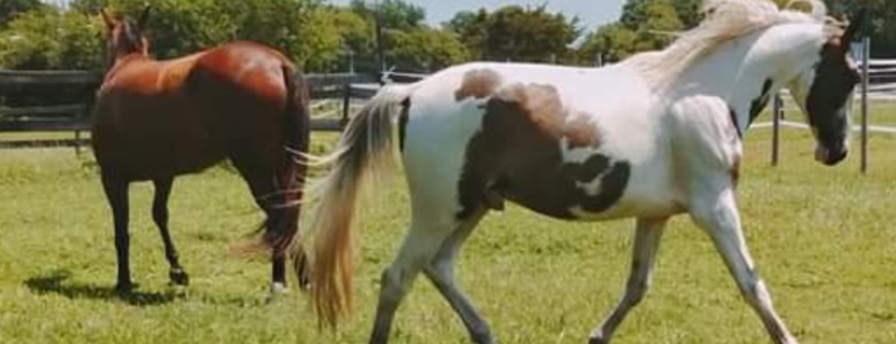 Willow woods equine sanctuary and Farm