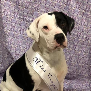 Gracie Lou Rescue & Rehab Logo