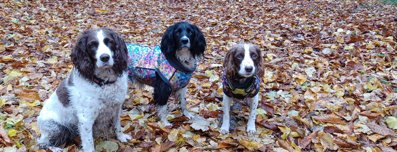 Springer rescue Scotland
