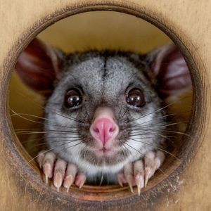 Darling Range Wildlife Shelter Logo