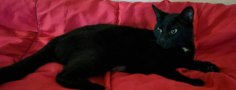 Boundary Helping Hands Feline Rescue Society