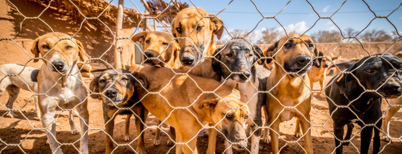 Moroccan Animal Welfare Support Souss SCIO