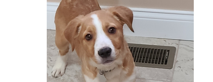 Foster pet outreach