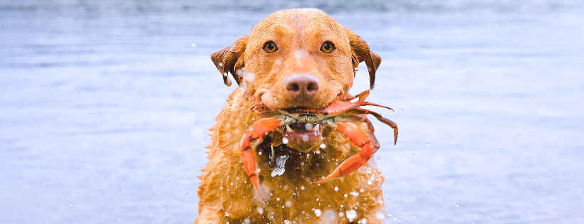 North Central Chesapeake Bay Retriever Relief and Rescue