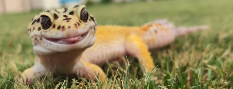 Kritter Krazy- Reptile and Exotic Rescue