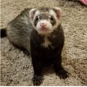 Ferrets Dookin in the USA Logo