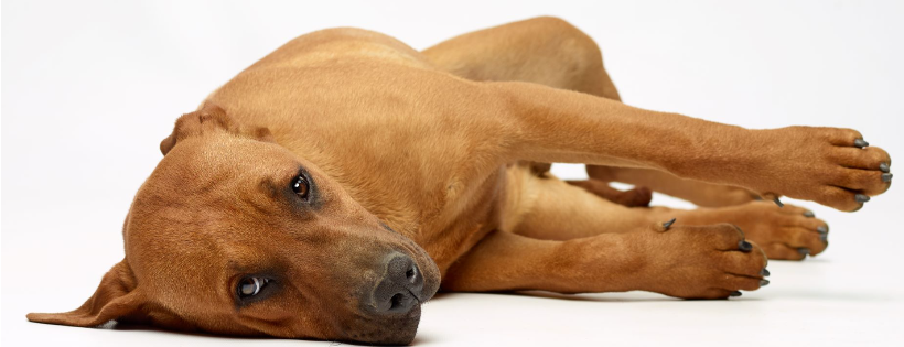 Hope for Paws