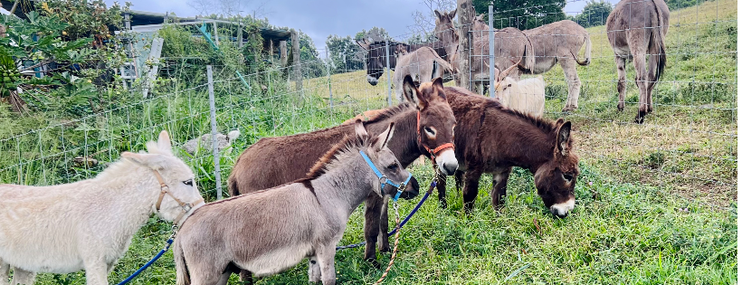Reno Tahoe Rescue Society