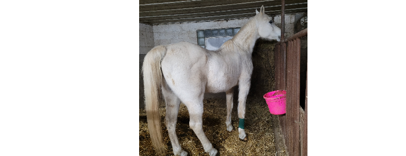 Maple Grove Horse Sanctuary