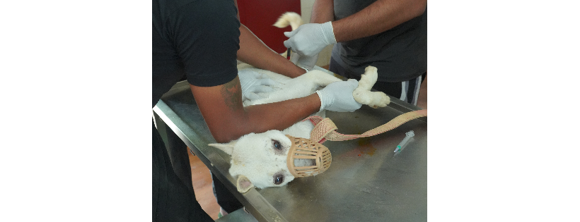 Kannan Animal Welfare INC