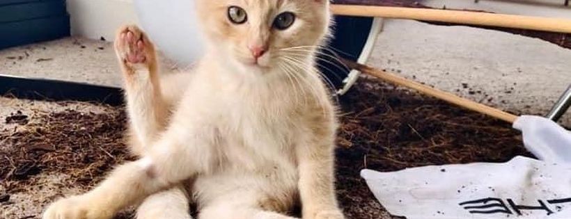 Urban Kittens Rescue Group