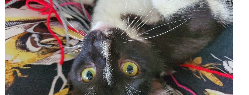 Baby Jacks Rescue