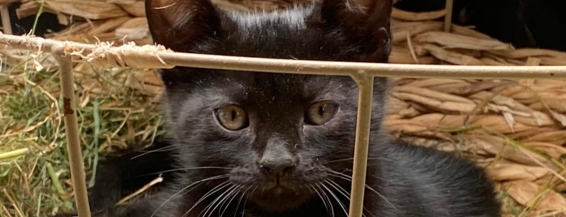 CopperCat Rescue