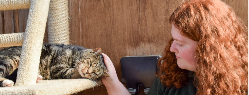Cheltenham Animal Shelter