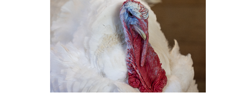Spring Farm Sanctuary