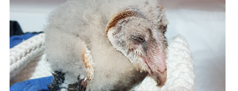 Bluebush Wildlife Rescue and Rehabilitation Inc