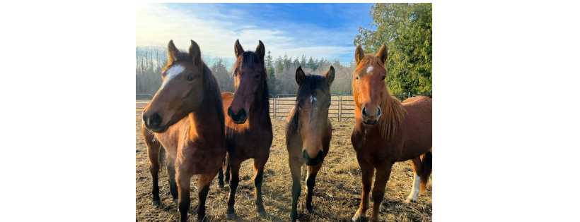 Paradise Waits Mustang Sanctuary