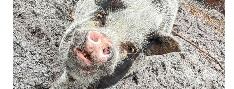 Cudabears Lair Animal Sanctuary