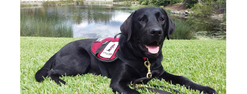 Smart Pups Assistance Dogs For Special Needs Children Inc