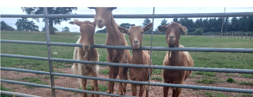 Goatsgalore Animal Sanctuary