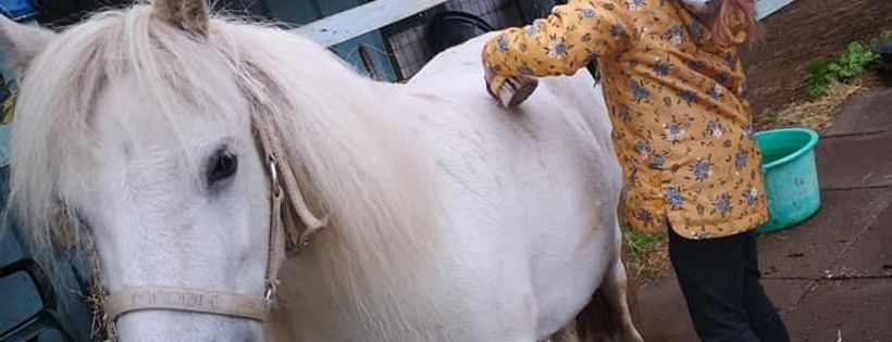 Spirit of the herd. Horse rescue, Cheshire