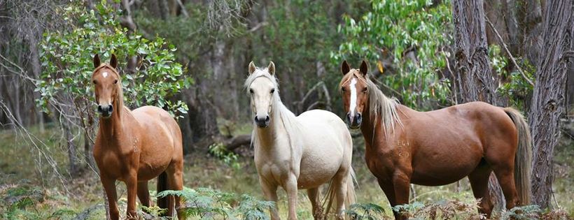The Guy Fawkes Heritage Horse Association