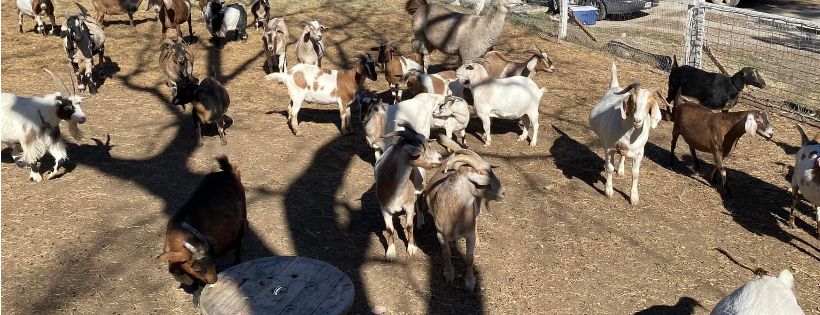 Shepherd’s Rest Goat and Sheep Rescue