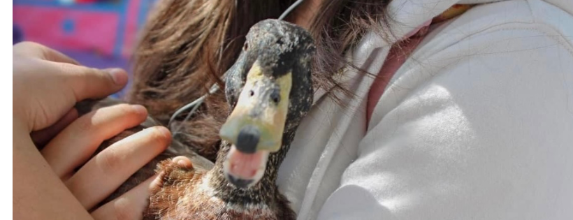 You Rescued Me Animal Sanctuary