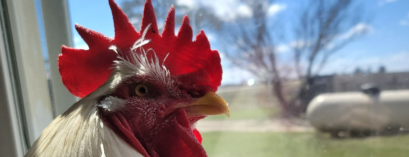 Freedom Run Farm Sanctuary